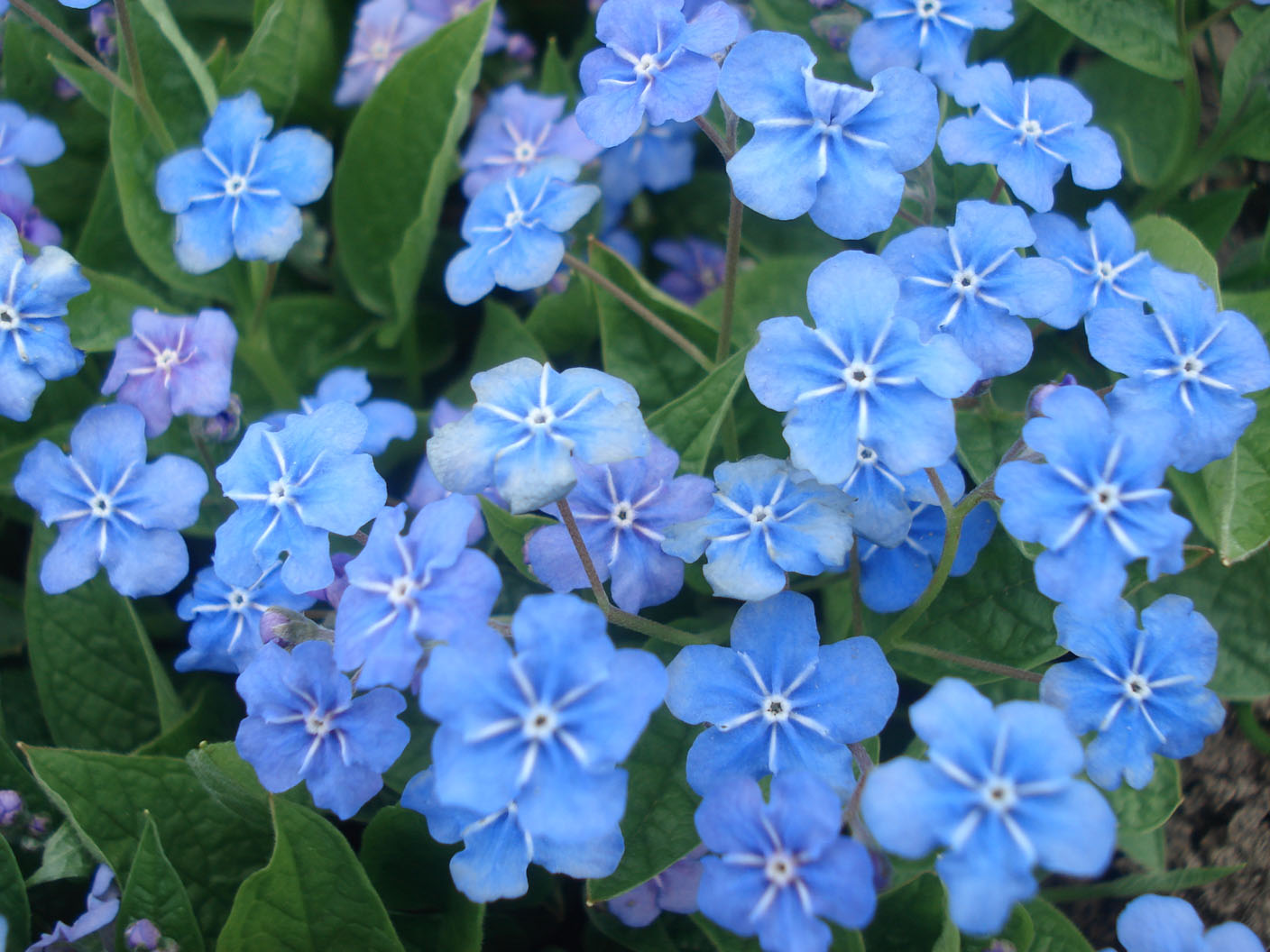 фото  Пупочник весенний (Omphalodes verna) 